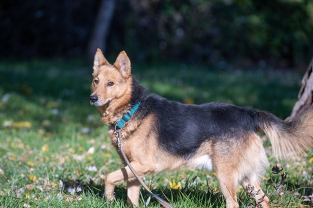 Sajó, 3 éves, 51 cm magas, németjuhász keverék, kan