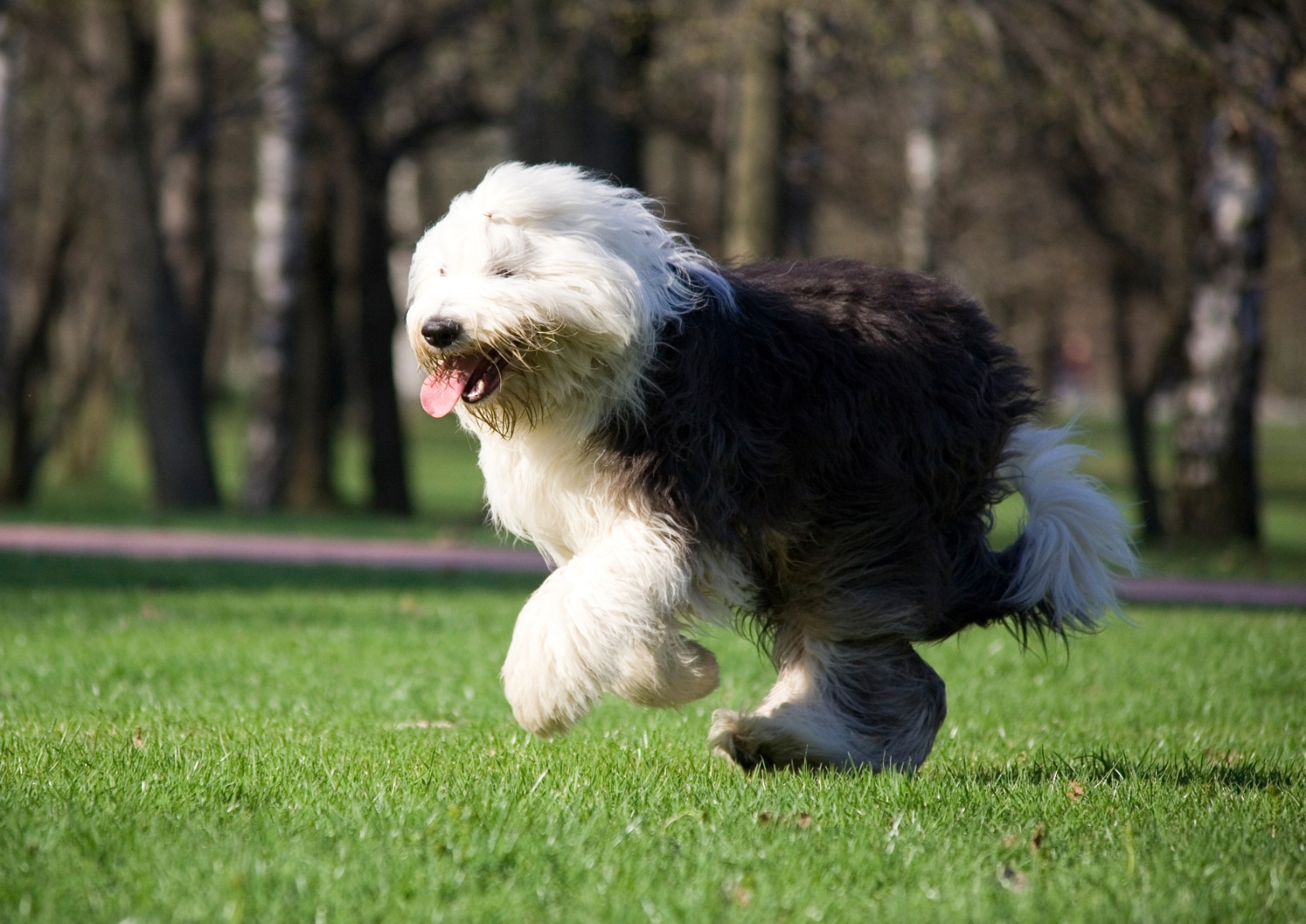 Bobtail kutya szalad a parkban