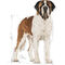 Royal Canin Giant Adult - óriás testű felnőtt kutya száraz táp