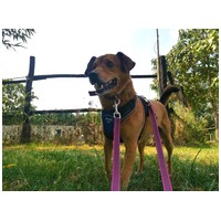 Misi, ivartalanított kan #25