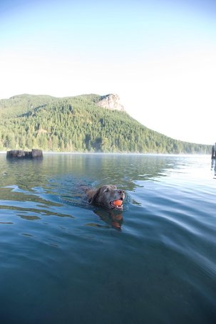 Chuckit! Ultra Ball - Az Elnyűhetetlen gumilabda kutyáknak