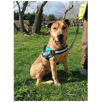 Vilinger, ivartalanított kan #2