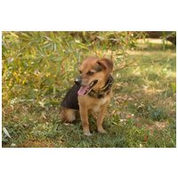 Maci, kilenc éves, kan #5