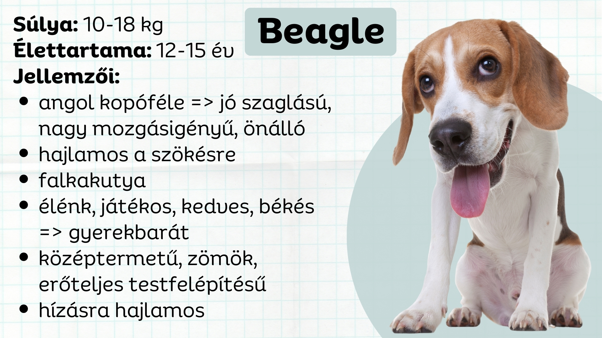 A beagle főbb jellemzői
