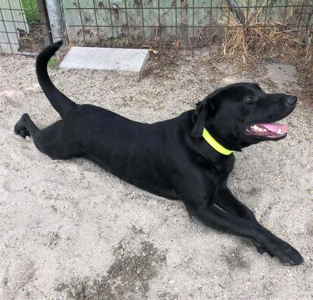 Milo, 3 éves, 53 cm magas,  labrador-bull keverék, kan