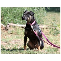 Robin, ivartalanított lányka gazdit keres #8