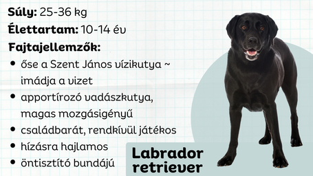 Labrador, az imádnivaló családi kutya