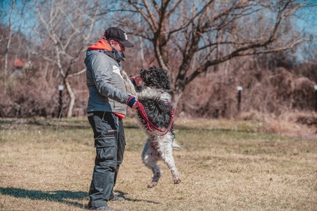 Zénó, 7 éves, ivartalanított kan