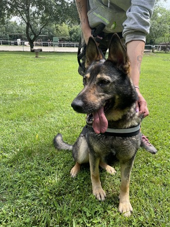 Lady, ivartalanított szuka