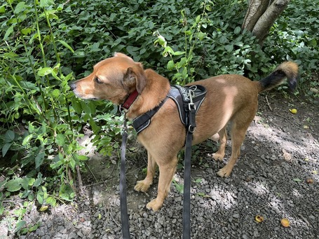 Misi, ivartalanított kan