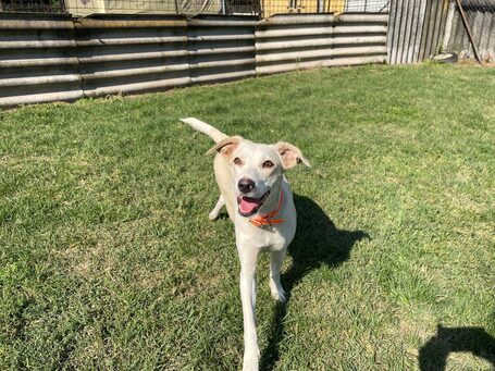 Vacak, egy éves, szuka