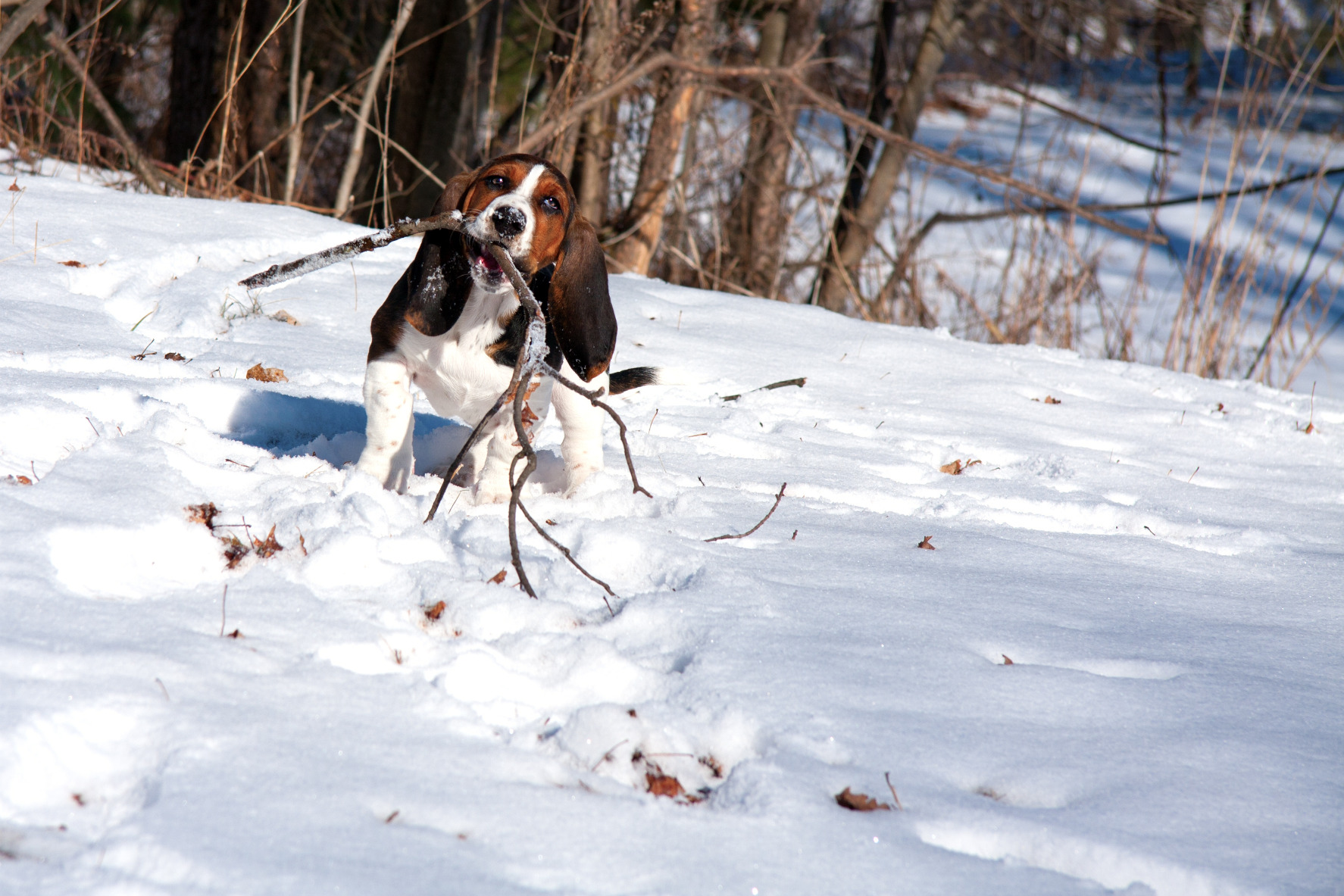 Basset hound télen a hóban