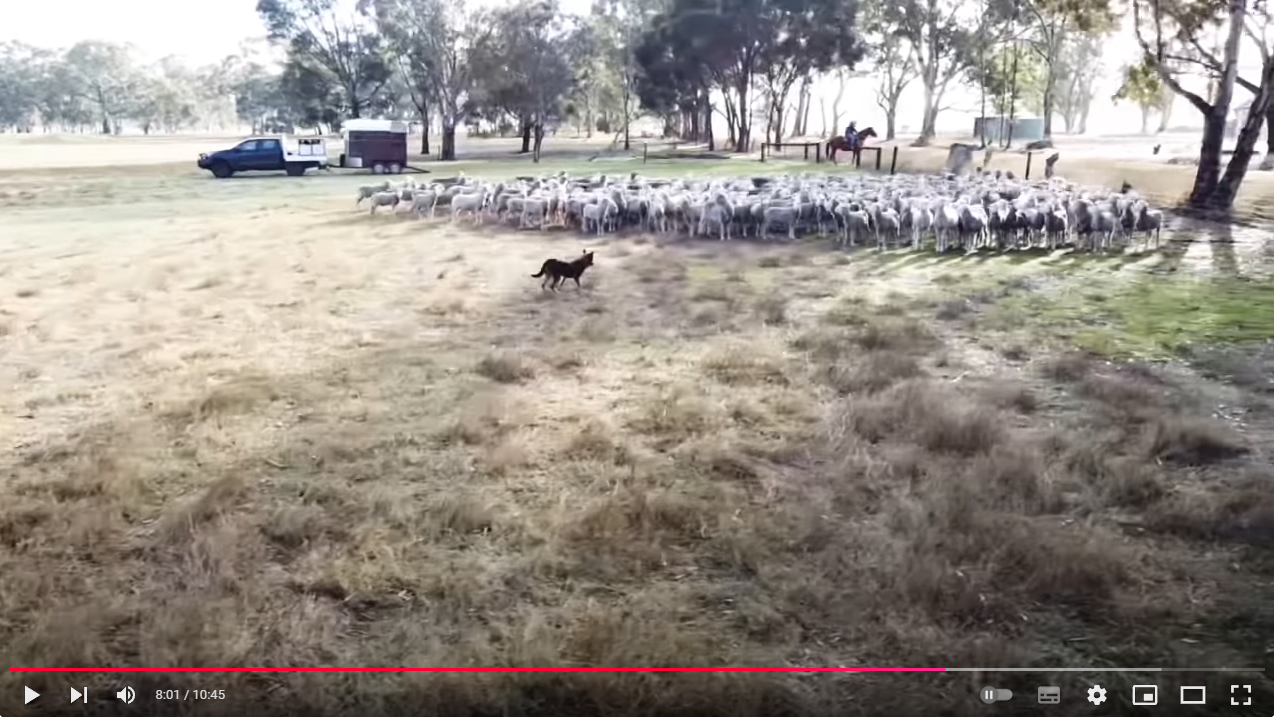 Kelpie video