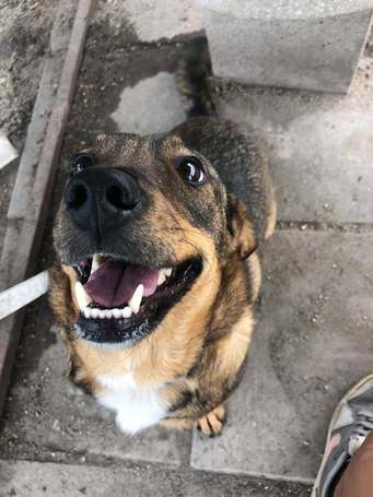 KisO, 4 éves, 34 cm magas, szuka