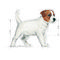 Royal Canin Mini Puppy - Kistestű kölyök kutya száraz táp