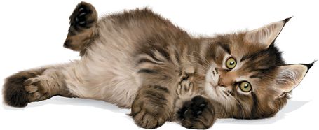 Royal Canin Maine Coon Kitten - Maine Coon kölyök macska száraz táp