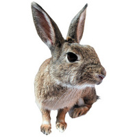 bunnyNature RabbitDream Oral