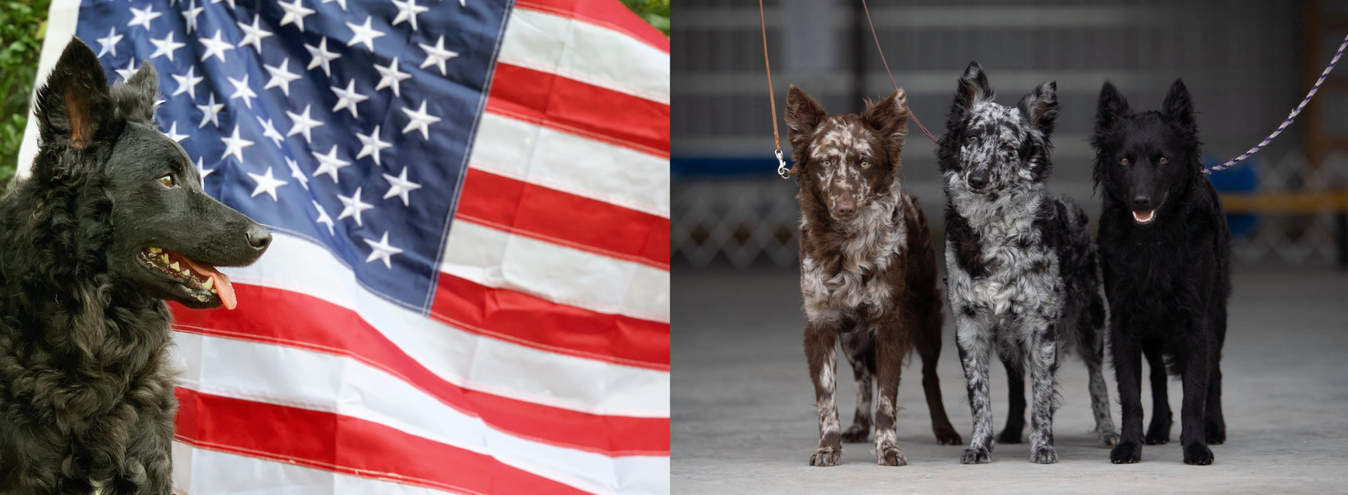 Mudi kutyák az Egyesült Államokban
