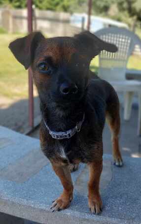 Mira, fél éves, szuka