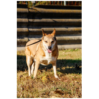 Poppy, 11 éves ivartalanított idős hölgy #3