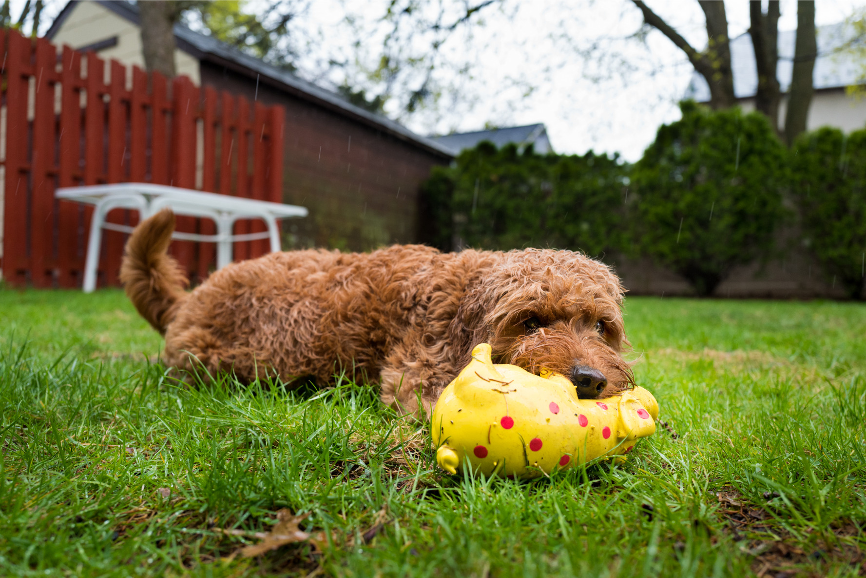 Goldendoodle a játékával a kertben