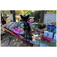 Gézu, egy éves, kan #7