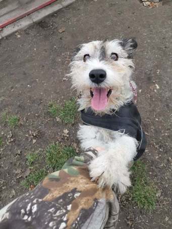 Topi, 10 éves, 44 cm magas, foxi keverék, kan