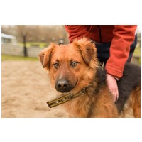 Paca, két éves, kan #10