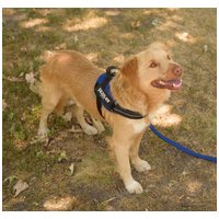 Wall-e, két éves, kan #7