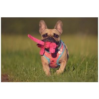 Kong Wubba Ballistic Friend kutyajáték #7