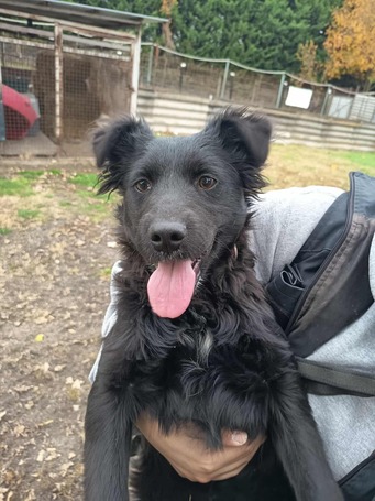 Áfonya, 5 hónapos keverék kislány