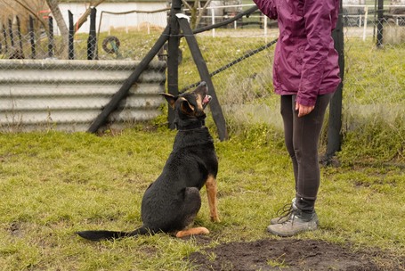 Szultán, négy éves, kan