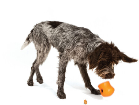 West Paw Toppl - Jutalomfalattal tölthető kutyajáték