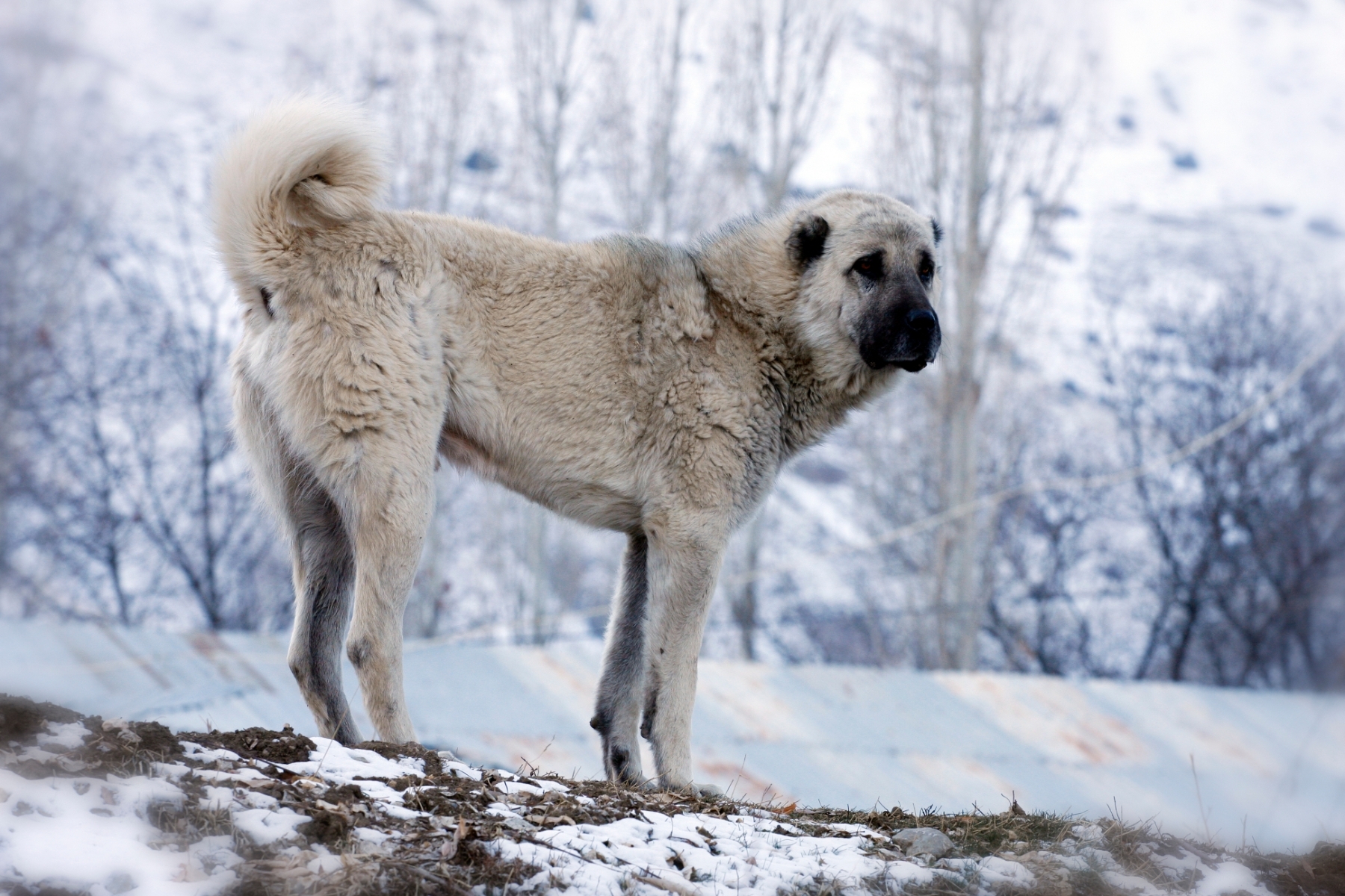 Kangal pásztorkutya télen