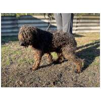 Pemzli, 14 éves, puli keverék, kan #5