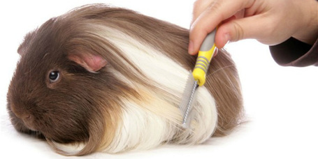 Tengerimalac gondozása vedlés idején