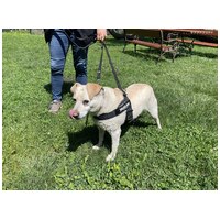 Amy, ivartalanított szuka kutyus #5