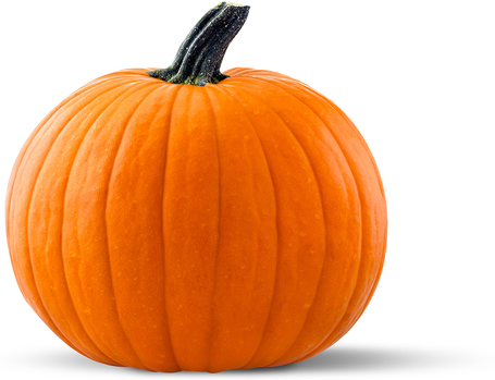 N&D Cat Venison & Pumpkin - Szarvashúsos és sütőtökös konzerv macskáknak