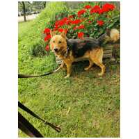 Sajó, 7 éves ivartalanított németjuhász keverék kan #6