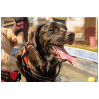 Tutyi, kilenc hónapos, kan #2