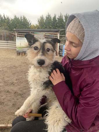 Topi, 10 éves, 44 cm magas, foxi keverék, kan