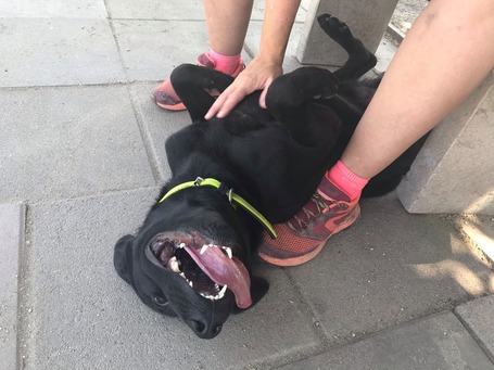 Milo, 3 éves, 53 cm magas,  labrador-bull keverék, kan