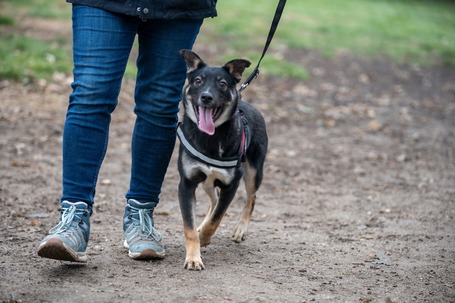 Hektor, kan kutyus gazdit keres
