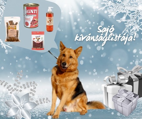 Sajó, 7 éves ivartalanított németjuhász keverék kan