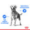 Royal Canin Medium Light Weight Care - Száraz táp hízásra hajlamos, közepes testű felnőtt kutyák részére