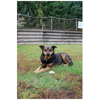 Levi, 4 éves ivartalanított kan #2