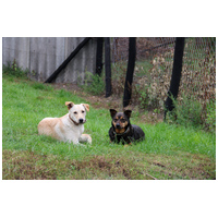 Levi, 4 éves ivartalanított kan #6