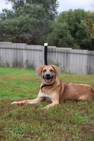 Kira, 2 éves szuka kutyus