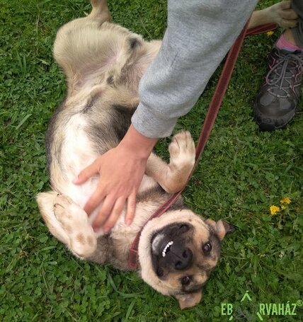 Chuck, 6 éves, 46 cm magas, kan