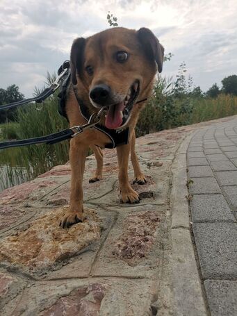 Misi, ivartalanított kan